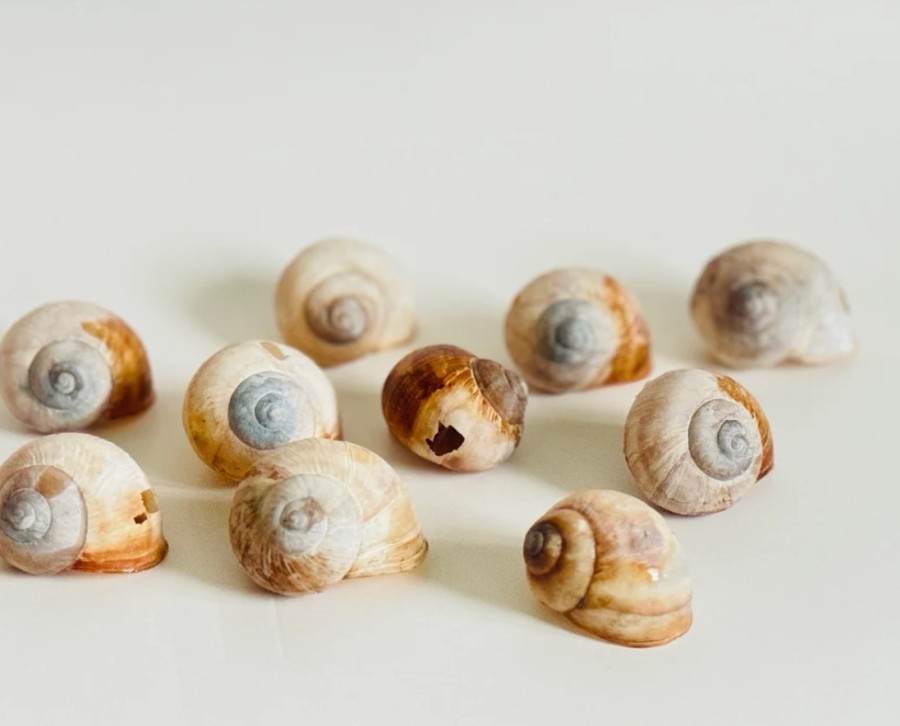 Snail shells 10 pieces