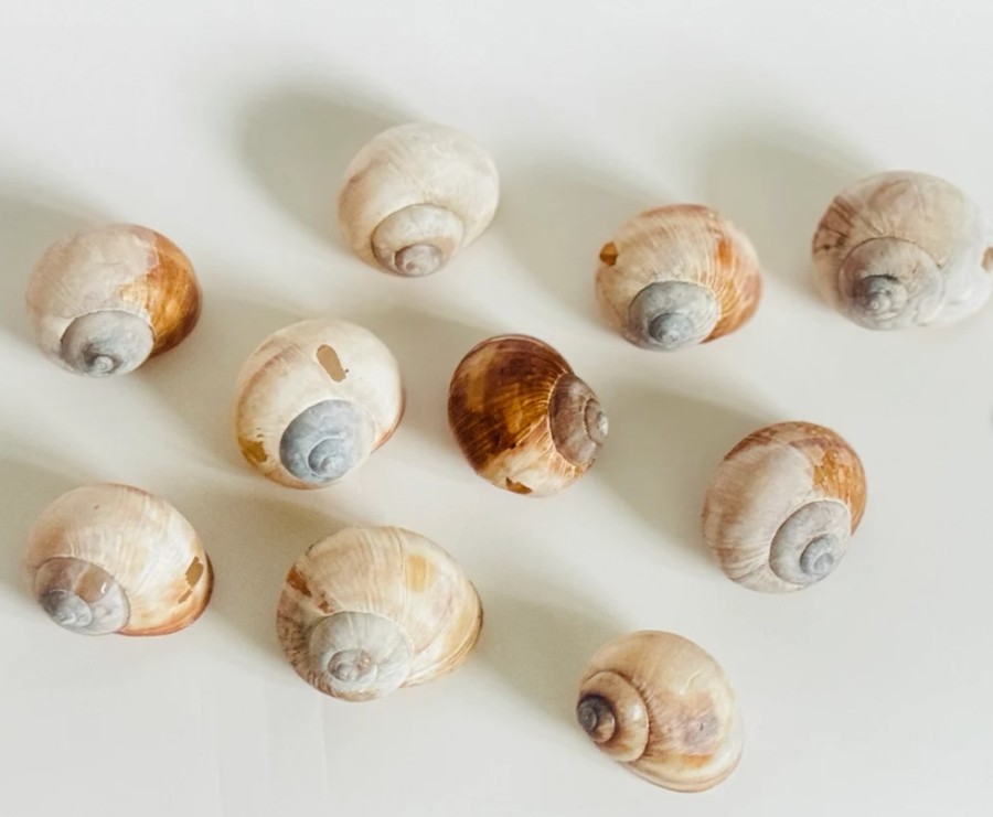 Snail shells 10 pieces